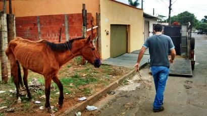 Homem maltrata animal e ameaça esfaquear quem o denunciar