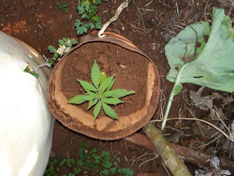 Rapaz é preso com ecstasy e pé de maconha em Wenceslau Braz