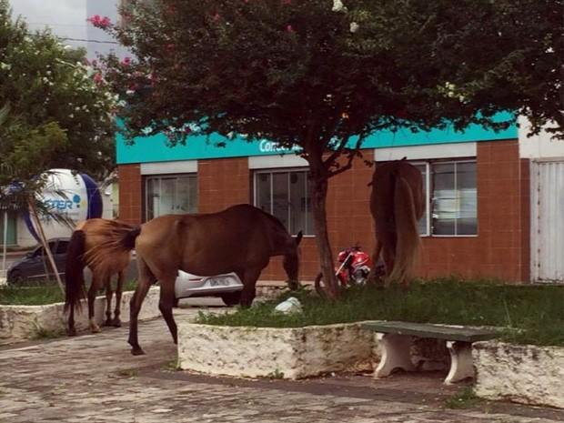 Motorista atropela cavaleiro e foge sem prestar socorro em São José da Boa Vista