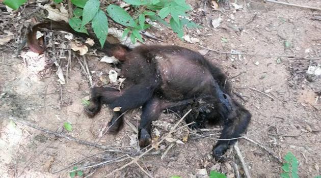 Dois macacos são encontrados mortos em Piraí do Sul