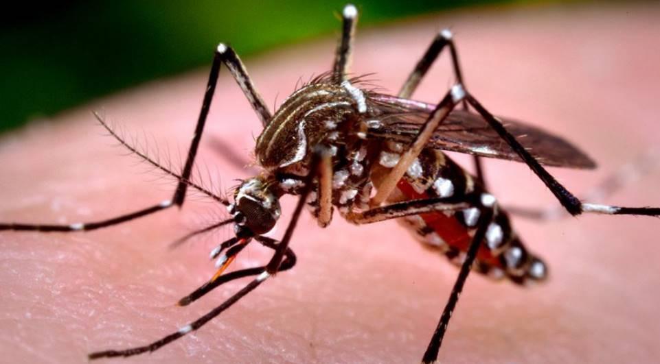 Boletim confirma terceira morte por dengue no Paraná