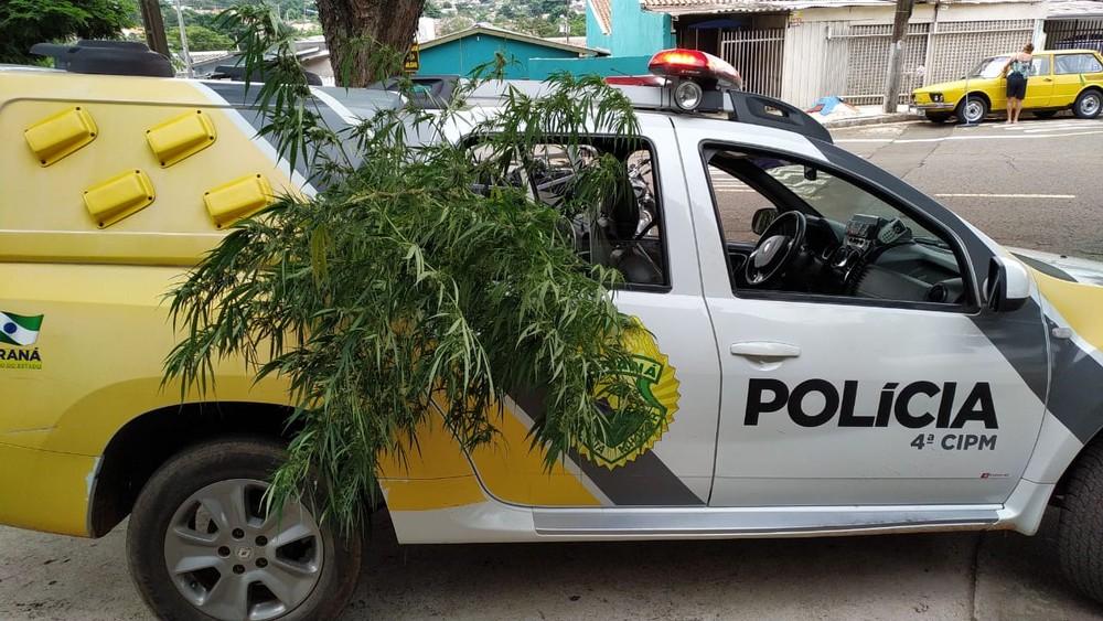 PM apreende pé de maconha com cerca de dois metros