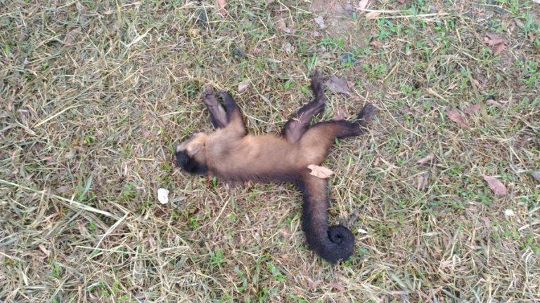 Agência confirma morte de macacos por febre amarela em Castro; Jaguariaíva emite alerta e faz apelo de vacinação