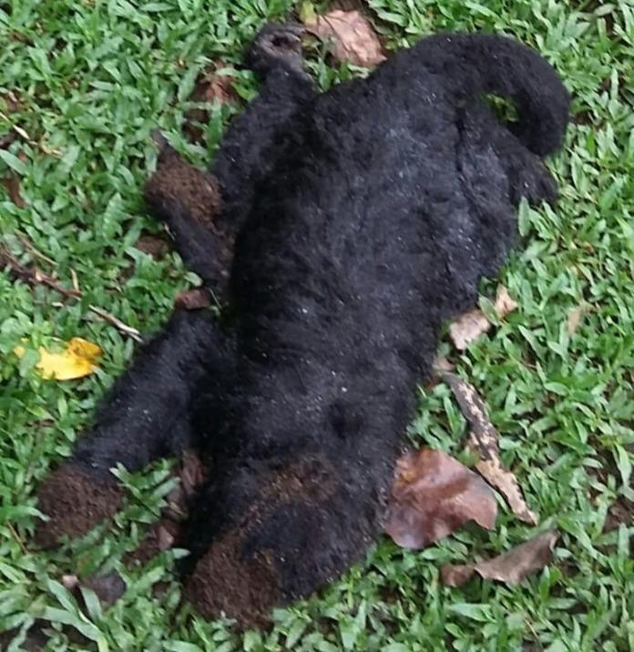 Sete macacos são encontrados mortes e levantam suspeita sobre Febre Amarela