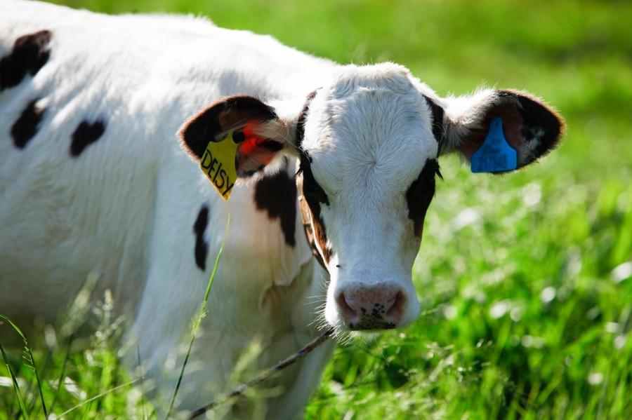 Arapoti é destaque entre as três maiores produtoras de leite do Paraná
