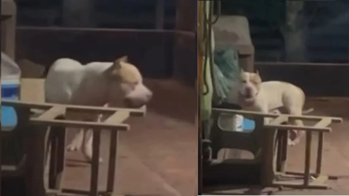 Mulher contraria o marido para se desfazer de Pitbull e acaba morta pelo cachorro