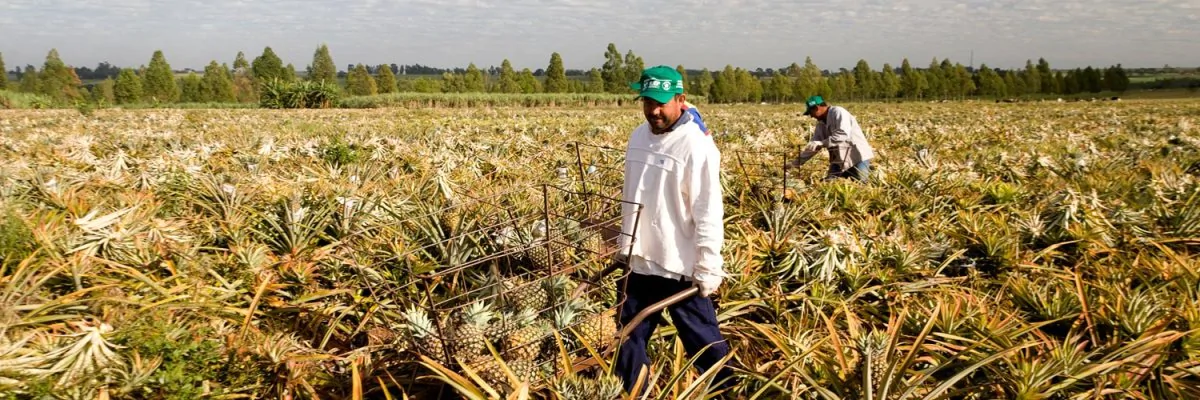 Redução da jornada 6×1 vai comprometer eficiência do agro, afirma Sistema FAEP