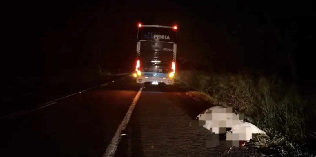 Boi solto na pista provoca acidente com ônibus na PR-092 em Santo Antônio da Platina