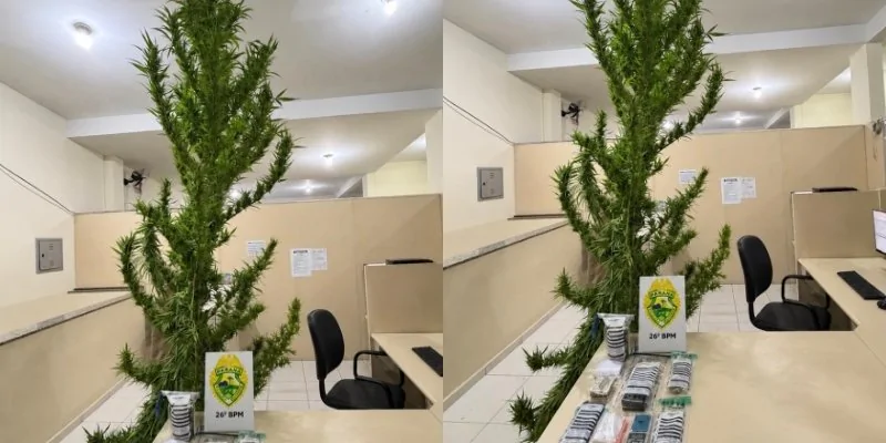 PM encontra “pinheirinho de Natal” de maconha com cerca de 3 metros e prende suspeito em Telêmaco Borba